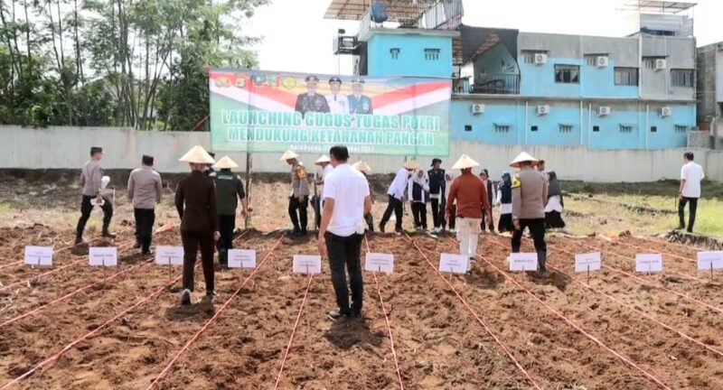 Penanaman Jagung Polres Tanggamus bersama Forkopimda di Areal Satpas SIM, Rabu 20 November 2024 | Herdi/Media Prioritastv.com.