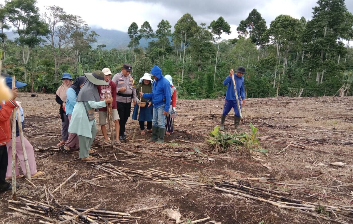 Bhabinkamtibmas Polsek Pulau Panggung Bersama Masyarakat saat Tanam Jagung di Area Pos Polisi Ulu Belu. Foto : Asrul Ariski | Media Prioritastv.com.