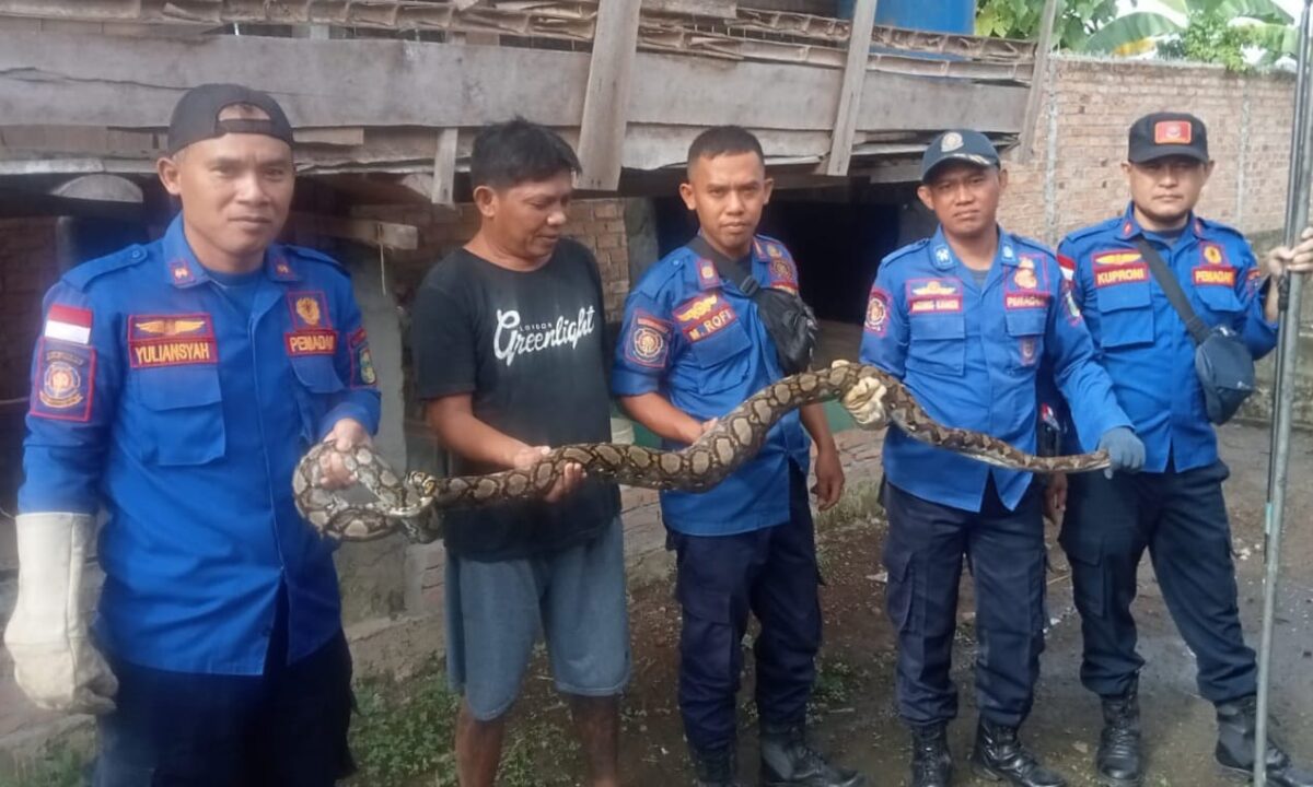 Tim Damkar setelah berhasil menjinakan ular sanca kembang di rumah warga Pekon Negeri Ratu, Kota Agung, Tanggamus | Herdi/Media Prioritastv.com.