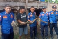 Tim Damkar setelah berhasil menjinakan ular sanca kembang di rumah warga Pekon Negeri Ratu, Kota Agung, Tanggamus | Herdi/Media Prioritastv.com.