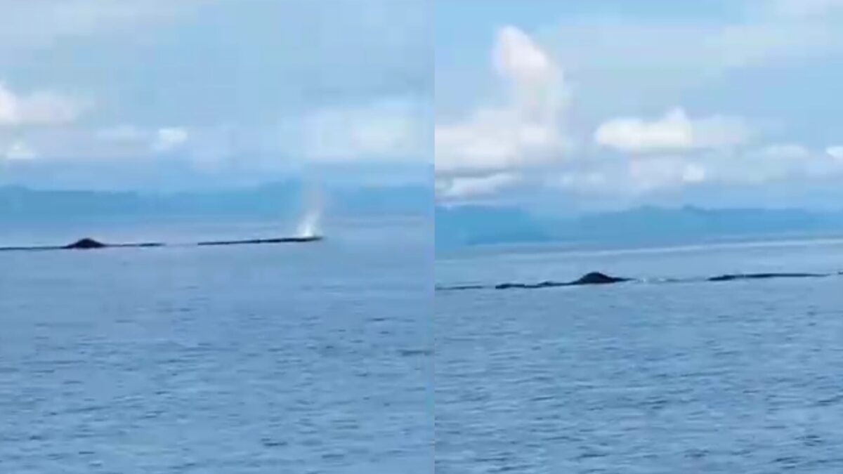 Kolase foto kemunculan Paus Raksasa di Teluk Semaka, Tanggamus, Selasa 5 Nopember 2024 | Tangkapan Layar Video.