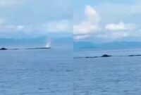 Kolase foto kemunculan Paus Raksasa di Teluk Semaka, Tanggamus, Selasa 5 Nopember 2024 | Tangkapan Layar Video.