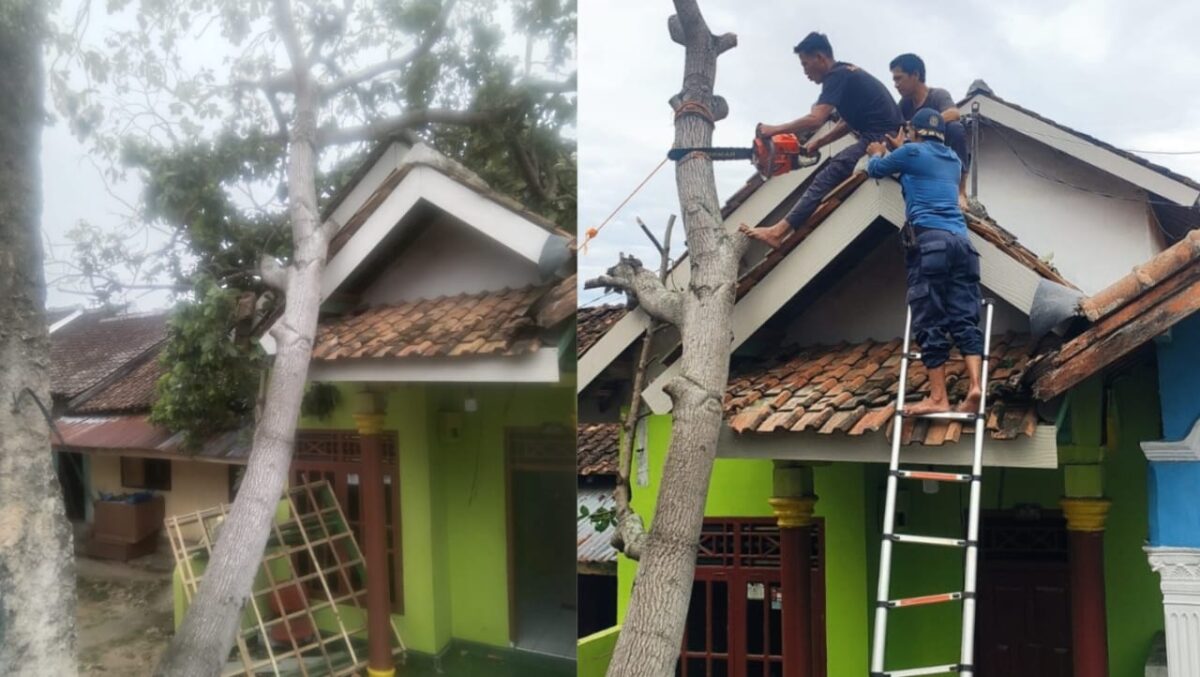 Kolase foto saat pertama kali peristiwa pohon tumbang dan saat proses evakuasi pohon, Selasa 3 Desember 2024.