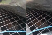 Kolase foto harimau sumatera yang berhasil ditangkap di kandang jebak di Talang Sentani, Pekon Sukamara, Kecamatan Suoh, Lampung Barat, Jumat 13 Desember 2024 | Tangkapan Layar Video.