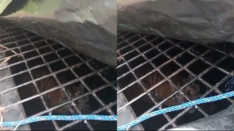 Kolase foto harimau sumatera yang berhasil ditangkap di kandang jebak di Talang Sentani, Pekon Sukamara, Kecamatan Suoh, Lampung Barat, Jumat 13 Desember 2024 | Tangkapan Layar Video.