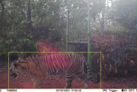 Harimau Sumatera terekam CCTV di Pekon Rawas pada Rabu, 25 Maret 2024, sekitar pukul 17.05 WIB.