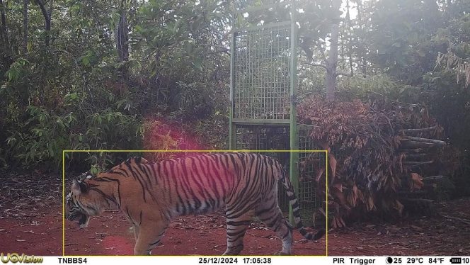 
 Harimau Sumatera terekam CCTV di Pekon Rawas pada Rabu, 25 Maret 2024, sekitar pukul 17.05 WIB.