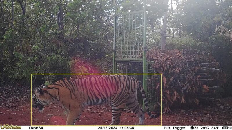 Harimau Sumatera terekam CCTV di Pekon Rawas pada Rabu, 25 Maret 2024, sekitar pukul 17.05 WIB.