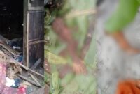 Kolase foto gubuk korban yang berantakan dan potongan tubuh korban yang tercabik-cabik gajah liar, Senin 30 Desember 2024, dinihari | Dok. Istimewa.