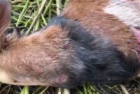 Seekor kambing warga di Dusun Pelita Jaya, Pekon Biha, Pesisir Selatan, Pesisir Barat Dimangsa Harimau, Rabu 11 Desember 2024.