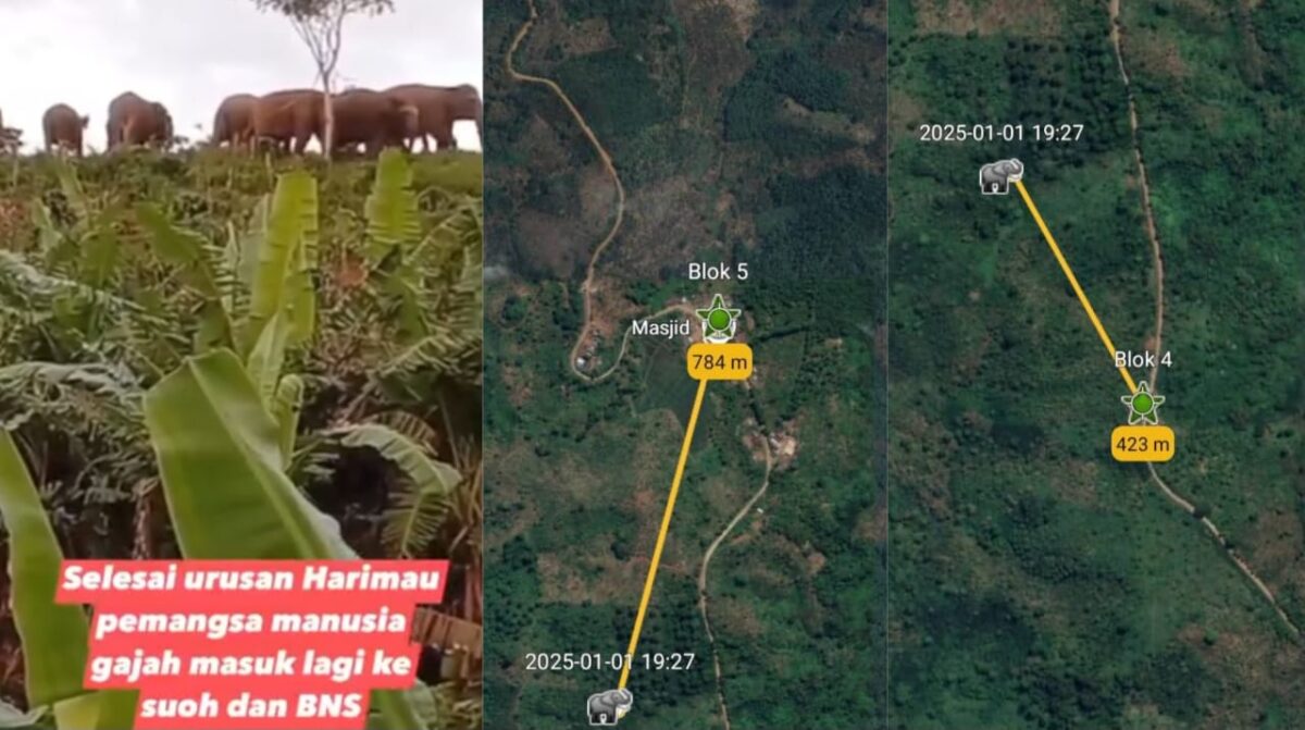 Kolase foto tangkapan layar video gajah masuk perkebunan dan posisi kelompok gajah lain terpantau GPS Collar, Rabu 1 Januari 2025, malam.