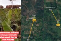 Kolase foto tangkapan layar video gajah masuk perkebunan dan posisi kelompok gajah lain terpantau GPS Collar, Rabu 1 Januari 2025, malam.