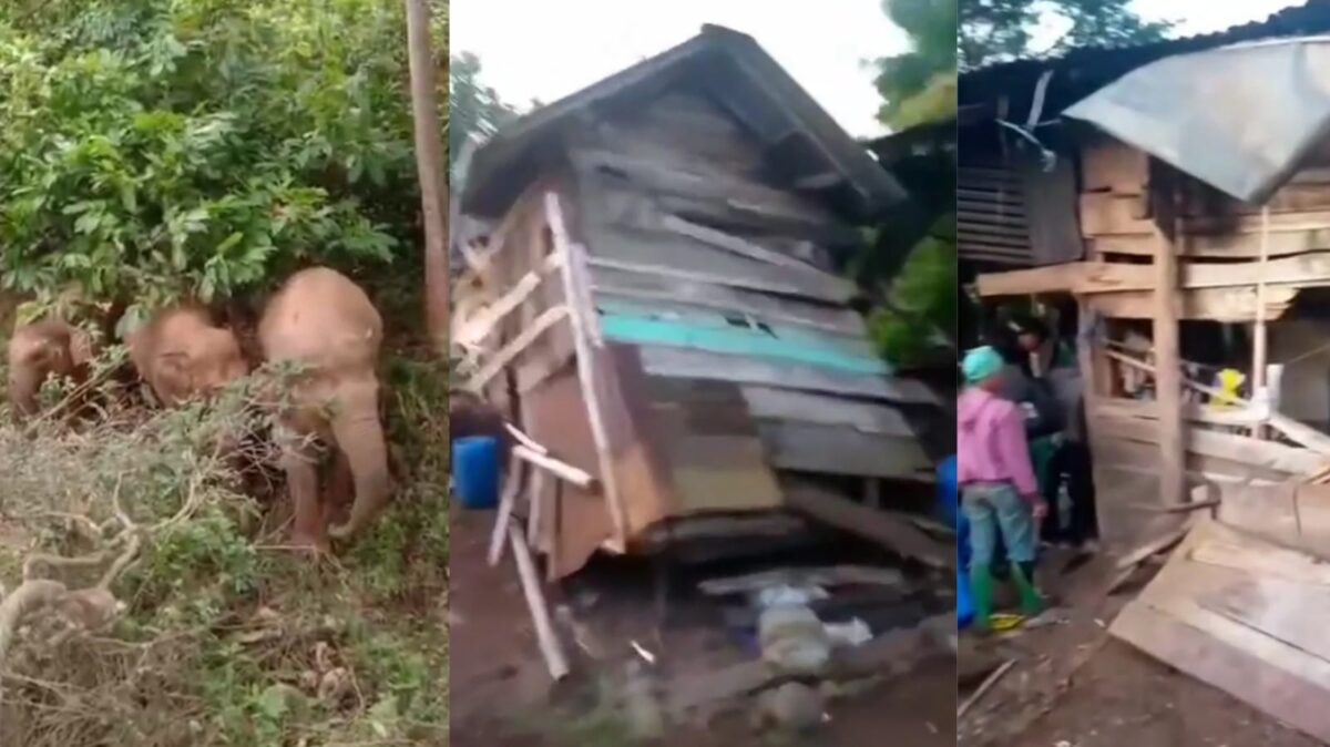 Kolase foto kawanan gajah mendekati pemukiman dan rumah warga yang rusak di Blok 4 Pekon Gunung Doh, BNS, Tanggamus, Kamis 2 Januari 2024 | Dok. Istimewa.