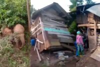 Kolase foto kawanan gajah mendekati pemukiman dan rumah warga yang rusak di Blok 4 Pekon Gunung Doh, BNS, Tanggamus, Kamis 2 Januari 2024 | Dok. Istimewa.