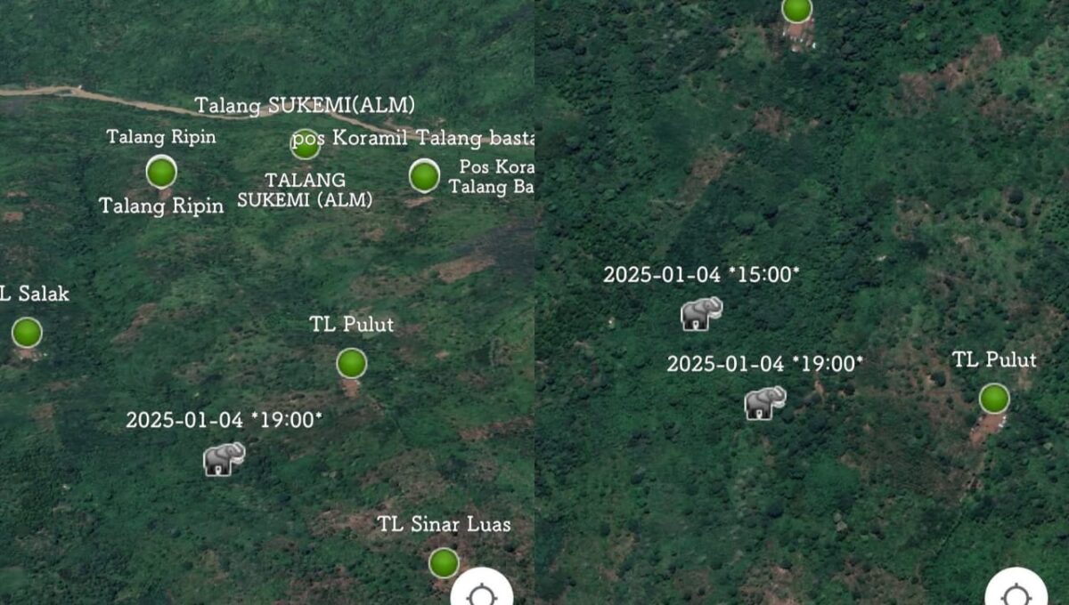 Posisi Gajah terdeteksi GPS Collar di area dekat Talang Pulut dan Talang Sinar Luas, Blok 4, Sabtu 4 Januari 2025 pukul 19.00 WIB | Dok. Ohiem.