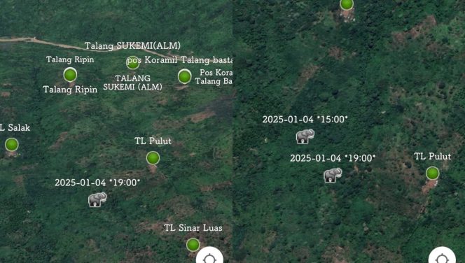 
 Posisi Gajah terdeteksi GPS Collar di area dekat Talang Pulut dan Talang Sinar Luas, Blok 4, Sabtu 4 Januari 2025  pukul 19.00 WIB | Dok. Ohiem.