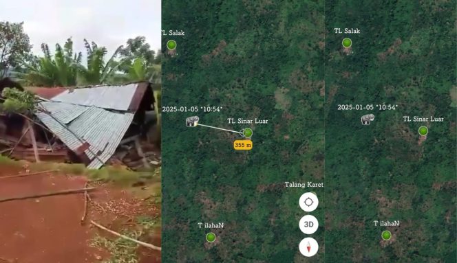 
 Kolase foto rumah ambruk dan data GPS Collar kelompok gajah liar di BNS Tanggamus, Minggu 5 Januari 2025 | Dok. Istimewa.