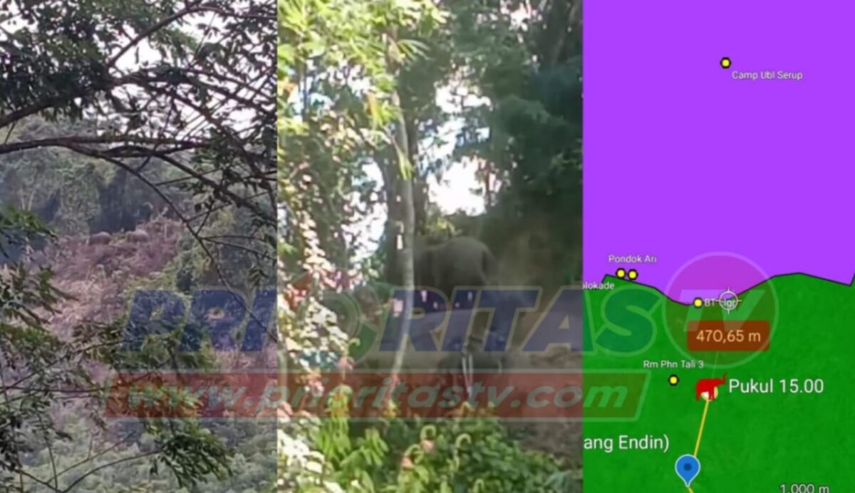 Kolase foto kelompok gajah berjalan mendekati kawasan TNBBS dan GPS kelompok tersebut terdeteksi telah dekat kawasan pada Selasa 7 Januari 2025, pukul 15.00 WIB | Dok. Istimewa.