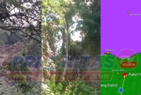 Kolase foto kelompok gajah berjalan mendekati kawasan TNBBS dan GPS kelompok tersebut terdeteksi telah dekat kawasan pada Selasa 7 Januari 2025, pukul 15.00 WIB | Dok. Istimewa.