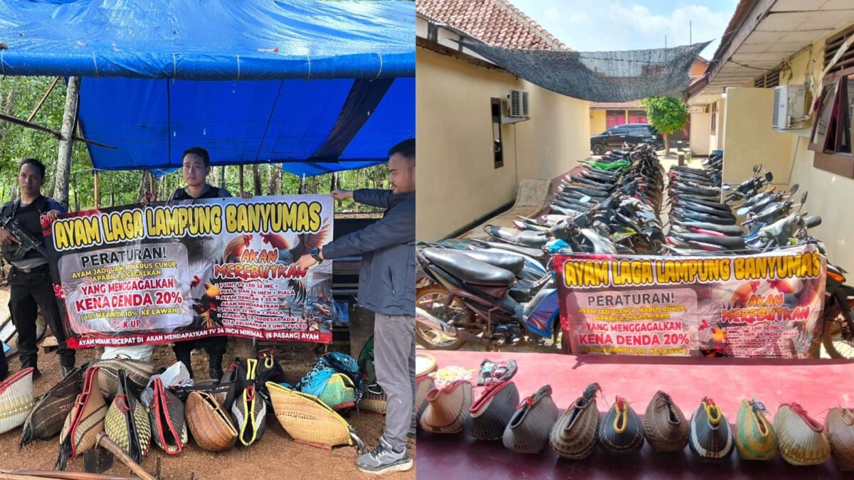 Kolase foto saat polisi melakukan penggerebekan sabung ayam dan barang bukti yang berhasil diamankan, Minggu 12 Januari 2025 | Dok. Humas Polres Pringsewu.