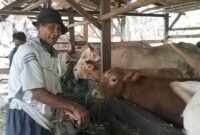 Sapi ternak Kelompok Tani Sekar Tanjung Dua di Pekon Tanjung Anom, Kota Agung Timur, Jumat 17 Januari 2025 | Herdi/Media Prioritastv.com.