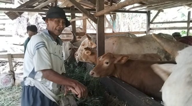 
 Sapi ternak Kelompok Tani Sekar Tanjung Dua di Pekon Tanjung Anom, Kota Agung Timur, Jumat 17 Januari 2025 | Herdi/Media Prioritastv.com.