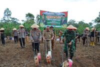 Penanaman jagung serentak Polres Tanggamus di Talang Padang, Selasa 21 Januari 2025 | Asrul Ariski/Media Prioritastv.com.