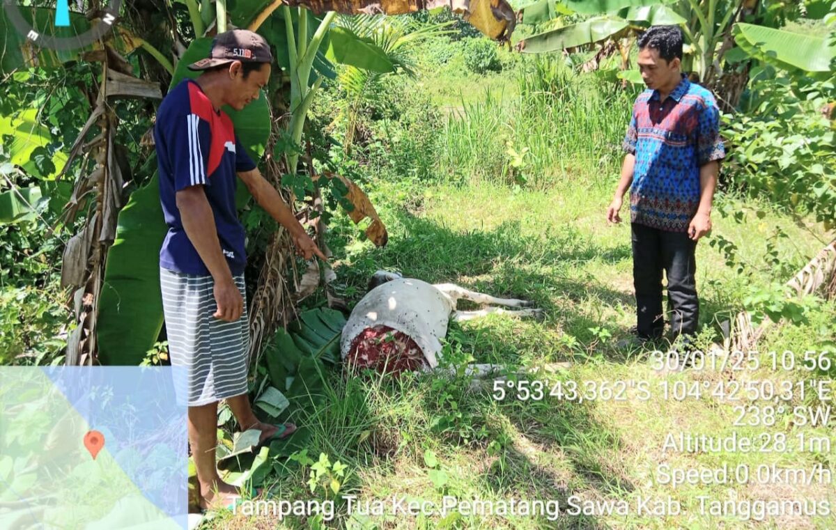 Pemilik sapi bersama aparat pekon tampang tua pematang sawa saat memeriksa bangkai sapi yang tewas diduga akibat serangan harimau, Kamis 30 Januari 2025 | Dok. Istimewa.