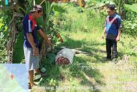 Pemilik sapi bersama aparat pekon tampang tua pematang sawa saat memeriksa bangkai sapi yang tewas diduga akibat serangan harimau, Kamis 30 Januari 2025 | Dok. Istimewa.