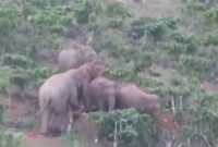 Gajah Liar Kelompok 18 saat berada di Perkebunan Warga di Blok 4, BNS, Tanggamus, Kamis 2 Januari 2024 | Dok. Istimewa.