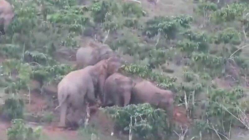 Gajah Liar Kelompok 18 saat berada di Perkebunan Warga di Blok 4, BNS, Tanggamus, Kamis 2 Januari 2024 | Dok. Istimewa.