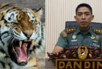 Kolase foto harimau sumatera dan Ketua Satgas Penanganan Konflik Satwa, Letnan Kolonel (Inf) Rinto Wijaya saat memberikan keterangan, Jumat 24 Januari 2025.