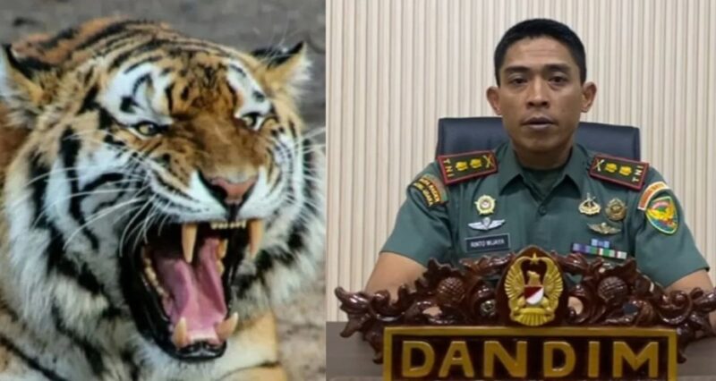 Kolase foto harimau sumatera dan Ketua Satgas Penanganan Konflik Satwa, Letnan Kolonel (Inf) Rinto Wijaya saat memberikan keterangan, Jumat 24 Januari 2025.