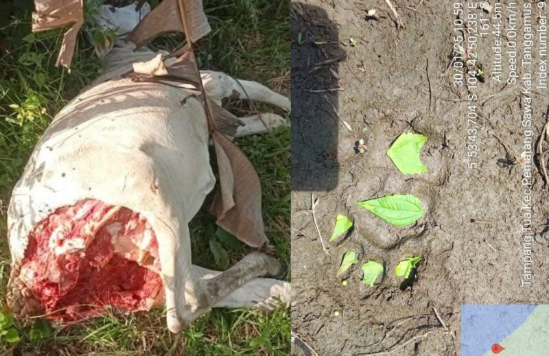 Kolase foto kondisi sapi yang tewas kehilangan bokong dan jejak kaki harimau yang diabadikan warga, Kamis 30 Januari 2025 | Dok. Istimewa.