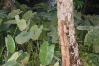 Kabel tidak standar beraliran listrik diduga penyebab bocah 11 tahun tersengat dan meninggal pada Jumat 7 Februari 2025 | Dok. Istimewa.