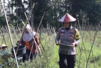Bhabinkamtibmas Polres Tanggamus Brigpol Arlistia saat menyambangi petani rampai wilayah binaannya, Rabu 12 Februari 2025 | Asrul Ariski/Media Prioritastv.com.
