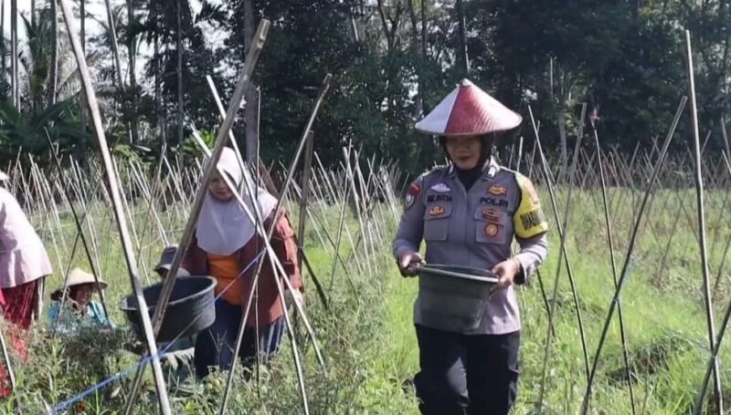 Bhabinkamtibmas Polres Tanggamus Brigpol Arlistia saat menyambangi petani rampai wilayah binaannya, Rabu 12 Februari 2025 | Asrul Ariski/Media Prioritastv.com.