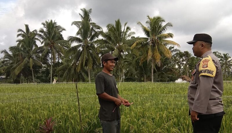 Bhabinkamtibmas Aipda Tuwuh Susungko saat menyambangi petani padi di wilayah binaanya, Minggu 16 Februari 2025.