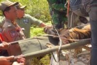 Harimau sumatera saat dievakuasi oleh tim gabungan menuju resort Sukaraja, Tanggamus, Selasa 18 Februari 2025.