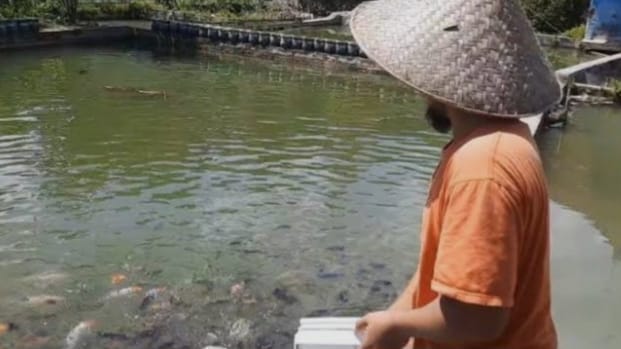 Hamim, petani ikan nila di Banjar Agung Ilir, Pugung, Tanggamus saat memberi makan ikan di kolam miliknya, Senin 24 Februari 2025 | Aden Wijaya/Media Prioritastv.com.