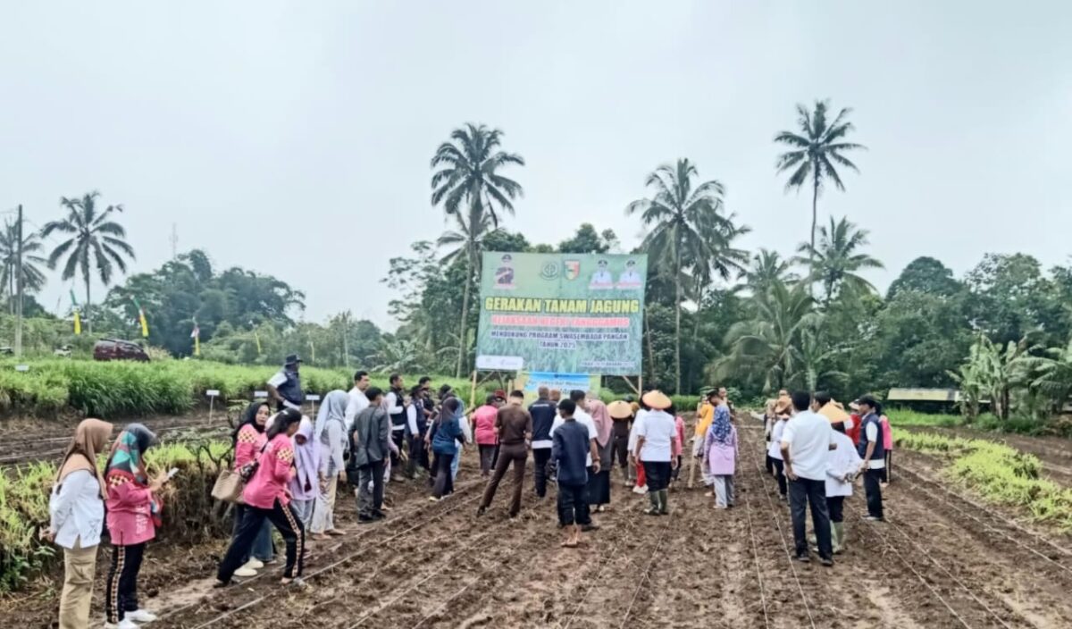 Penanaman jagung oleh Kejari Tangamus di Pekon Gisting Bawah, Kecamatan Gisting, Rabu 26 Februari 2025 | Asrul Ariski/Media Prioritastv.com.