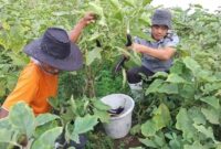Salah satu warga binaan bersama pegawai Lapas Kelas 2 B Kota Agung saat memanen hasil pertanian di dalam Lapas setempat, Jumat 7 Maret 2025 | Herdi/Media Prioritastv.com.