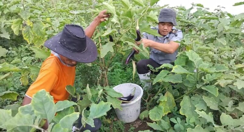 Salah satu warga binaan bersama pegawai Lapas Kelas 2 B Kota Agung saat memanen hasil pertanian di dalam Lapas setempat, Jumat 7 Maret 2025 | Herdi/Media Prioritastv.com.
