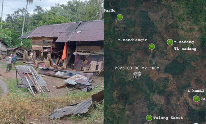 
 Kolase foto rumah warga yang dirusak kelompok gajah di Talang Badar, Blok 3, BNS, Tanggamus, Jumat 7 Maret 2025 dinihari dan posisi kelompok gajah pada Sabtu 8 Maret 2025 pukul 21.00 WIB | Dok. Istimewa.