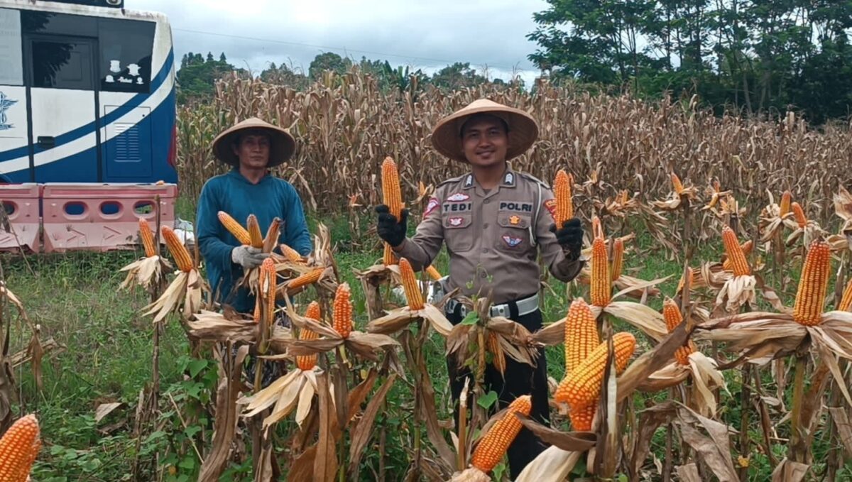 Anggota Sat Lantas Polres Tanggamus bersama petani saat panen jagung di area Satpas SIM Sat Lantas, Jumat 28 Maret 2025 | Dok. Humas Polres Tanggamus.