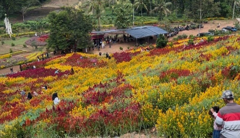 Suasana pengunjung di Wisata Taman Bunga Bukit Sion, Pekon Mataram, Gading Rejo, Pringsewu |