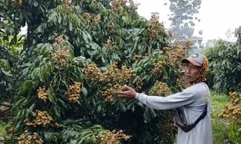 Agro Wisata Petik Buah Kelengkeng di Pekon Simpang Kanan, Sumberejo, Tanggamus | Dok. Istimewa.