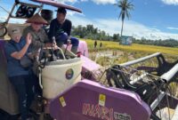 Bupati Tanggamus Moh Saleh Asnawi saat panen padi dengan alat mesin pertanian di Dusun Picung, Pekon Banjar Masin, Bulok, Senin 7 April 2025 | Asrul Ariski/Media Prioritastv.com.