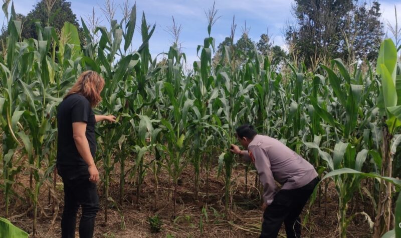 Pemeriksaan tanaman jagung program 1 juta hektar oleh Polri di Pekon Singosari, Talang Padang, Tanggamus, Selasa 8 April 2025 | Dok. Humas Polres Tanggamus.