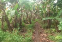 Lahan 4600 meter persegi yang dihibahkan Ketua Granat Tanggamus Agus Ciek di Pekon Gunung Meraksa, Pulau Panggung, Tanggamus | Asrul Ariski/Media Prioritastv.com.